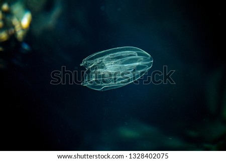 Sea Walnut, American comb jelly, Warty comb jelly or Leidy's comb jelly (Mnemiopsis leidyi). Adriatic sea. A small, transparent sea creature on black background. Tiny jellyfish. Underwater world. Royalty-Free Stock Photo #1328402075