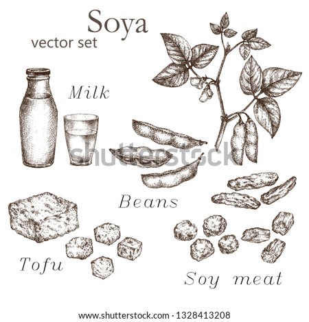 Realistic illustration of soya. Botanical drawing. Plant,  beans, pod. Design elements for the menu, ads, promotional invitations, medical markets, and vegetarian cafe.