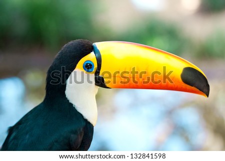 brasilia toucan