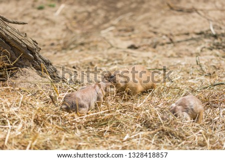 The Prairie Dog (latin name Cynomys ludovicianus) on the ground. Rodent animal coming from Africa.