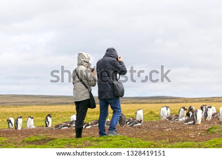 Unidentifiable Tourists taking Pictures at a Gentoo Penguin Colony.  Stanley, Falkland Islands.