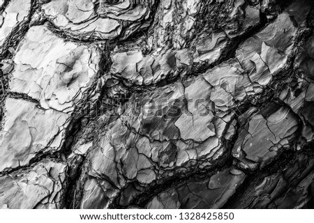 Tree Pine Bark close up as textured layered effect and background image in black and white taken at La Palma, Canary Islands, Spain, National Park  after forest fires