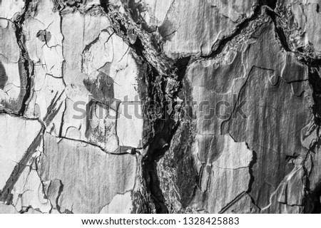 Tree Pine Bark close up as textured layered effect and background image in black and white taken at La Palma, Canary Islands, Spain, National Park  after forest fires