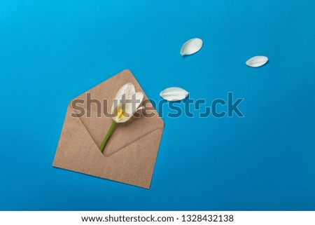 White tulips with petals, a love note and envelope on a blue background. Top view with place for your congratulations.