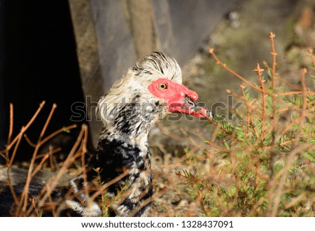 Muscovy duck in the village