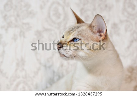 Light beige cat's head close up on soft white background. Horizontal, side view.