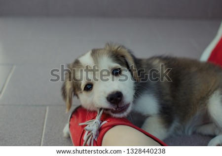 Puppy eating red shoes