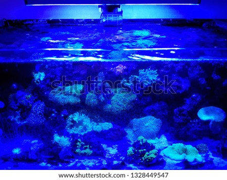 Blue aquarium installed at home with lamp lighting and oxygen system, a lot of algae without fish, corals all in blue color