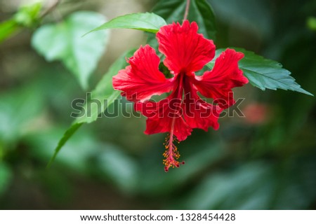 Take in the beauty of this Costa Rican Hibiscus flower and it's vibrant, rich, red color that makes it feel like it is full of life.
