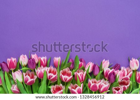 Pink tulips bouquet on violet background 