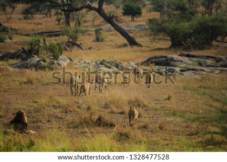 Lions family in the Serengeti