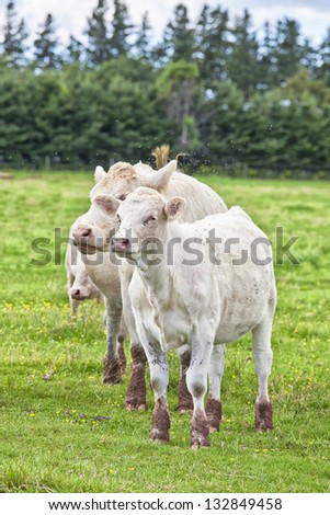 Young Charolais calves and cow grazing in a field and surrounded by thousands of flies. Charolais are grown as beef livestock. In rural Prince Edward Island, Canada.