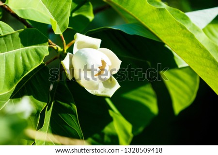 White  tender Magnolia flowers.  Beautiful blossomed  branch at spring. Magnolia flower blooming tree. Nature, spring background