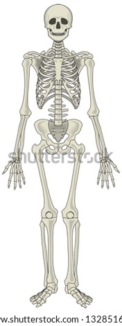 Human skeleton vector