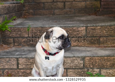 portrait of a pug on brick stairs