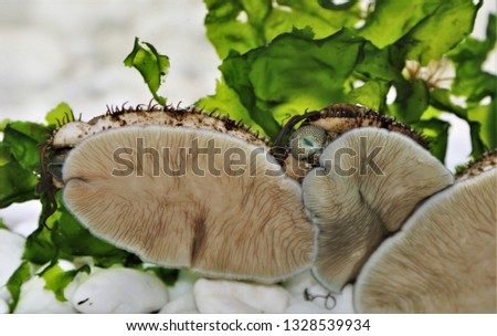 Abalone (ear shells, sea ears, muttonshells) are climbing  in fish tank. They are a large sea snails, marine gastropod molluscs in the family Haliotidae. They are very delicious sea food. Royalty-Free Stock Photo #1328539934