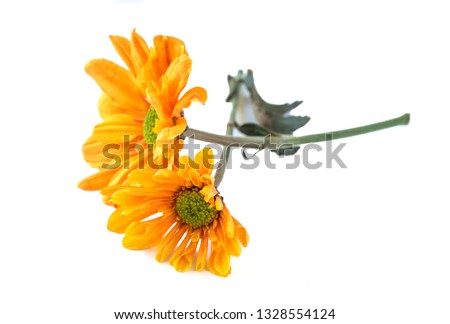Calendula. Marigold flowers , isolated on white background