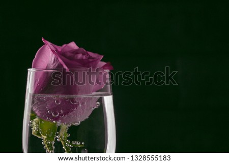 Rose in a glass of sparkling water with bubbles - a template for a greeting card