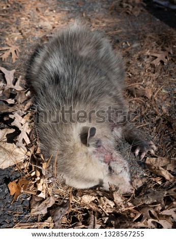 dead Opossum, or possum on the ground