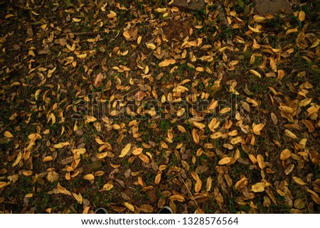 Yellow Leafs Road