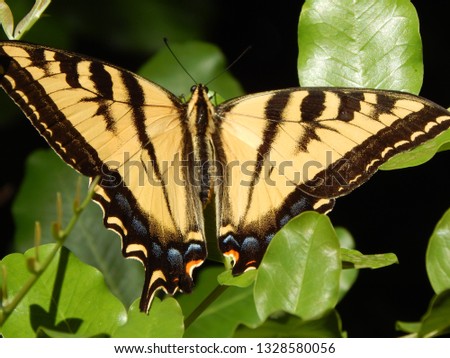 Giant Tiger Swallowtail Butterfly on Green Leaves with dark background