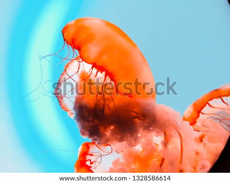 Living coral color clear glowing neon orange and pink light jelly fish under deep dark water.