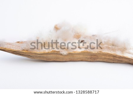 Kapok, Ceiba pentandra or White silk cotton tree( Ceiba pentandra (L.) Gaertn. Wong) Bombacaceae. kapok seeds with white fiber for making pillow isolated on white background