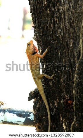 Lizards are looking for food, especially insects, worms on tall trees and be careful when enemies around in nature.