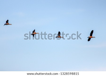 Life of bird in nature Group of wild ducks in flight against clear sky background in Red Lotus Sea Udon Thani,Thailand.Selective focus.