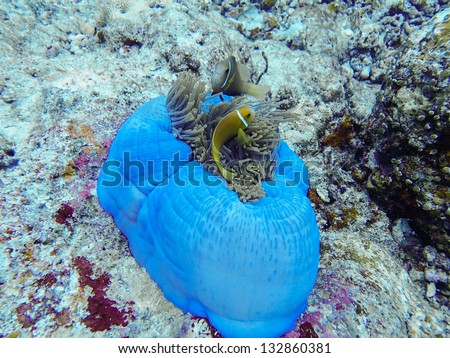 Portrait of two anemone fish nestled in blue anemone