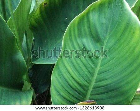 natural leaf texture background