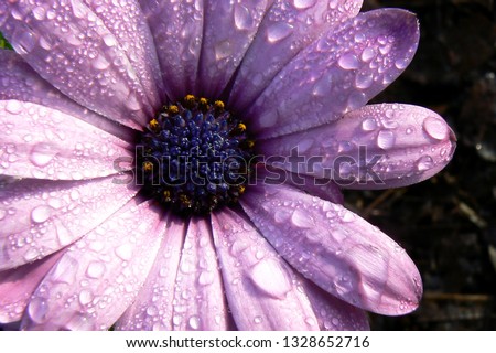 flower - purple rain soaked up close