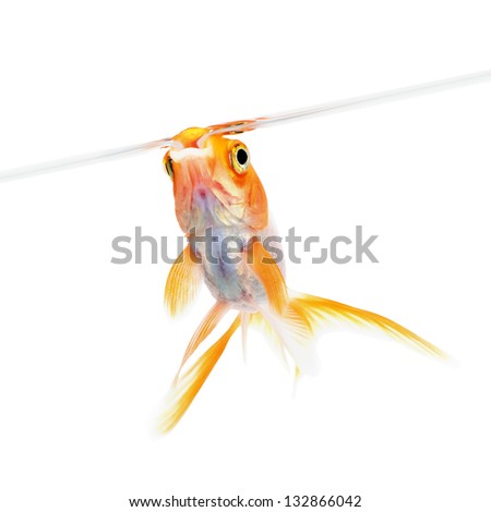 Goldfish near surface of water isolated on white background with shadow