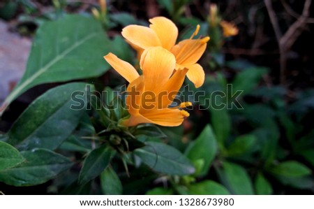 Barleria lupulina (Hop-headed Barleria) flower, is a plant of the Acanthaceae family. It occurs in southeast Asia. commonly known as Hophead, hop-headed barleria, hophead Philippine violet, snake bush