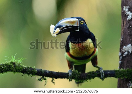 Collared Aracari (Pteroglossus torquatus) perched on a branch in the rainforest of Costa rica - Image