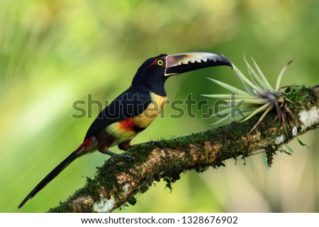 Collared Aracari (Pteroglossus torquatus) perched on a branch in the rainforest of Costa rica - Image