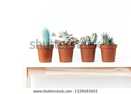 Various house plants in different pots against white wall, copy space