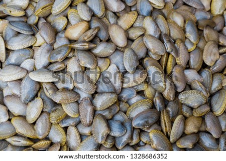 Surf clams,Clams shell or Venus shell freeze with ice in the market 