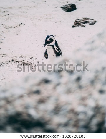 cute Penguin beach