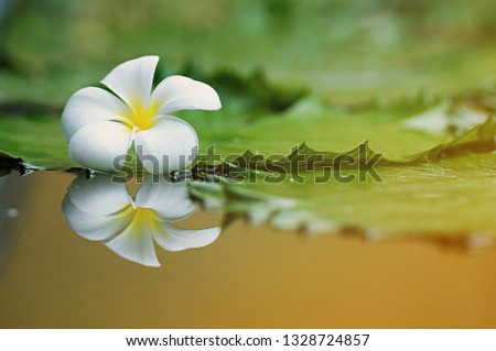 White Plumeria on lotus leaf, Leelawadee flower and its reflection on water,  beautiful elegance background and copy space for greeting card