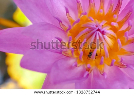 The small bee is trying to collect pollen and nectar that is in the pink lotus.