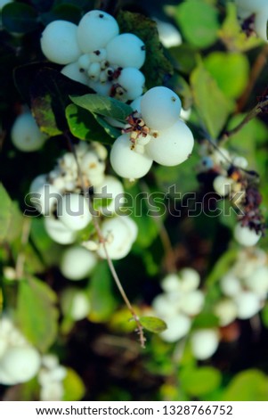Abstract Nature. Beautiful Nature Background. Cropped Shot Of A White Berries On A Bush.
