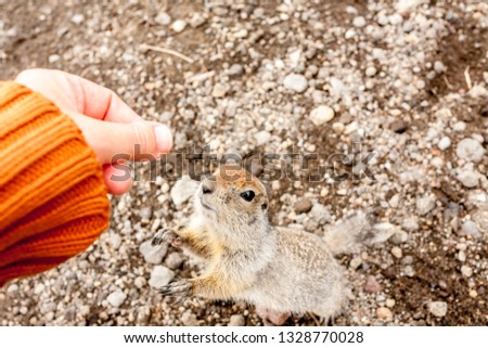 Arctic ground squirrel asking for food from human hands. Kamchatka Peninsula, Russia