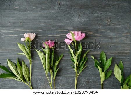 White and pink peony flowers on  wooden background