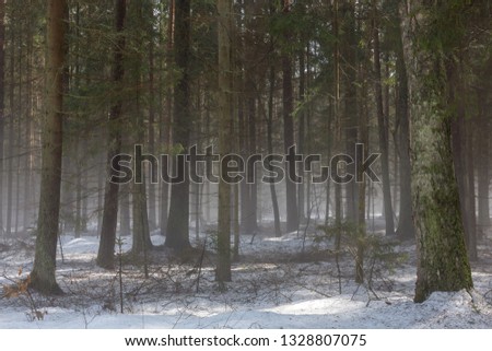 Springtime coniferous forest with melting snow and mist, Bialowieza Forest, Poland, Europe
