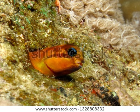 Midas Blenny, (Ecsenius midas). Taken in Red Sea, Egypt.