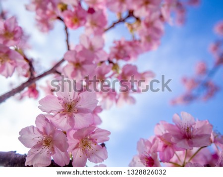 Cherry blossom in Izu, Shizuoka, Japan