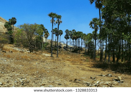 Mountain landscape with rocks, stones, palm trees and dry dead grass plants