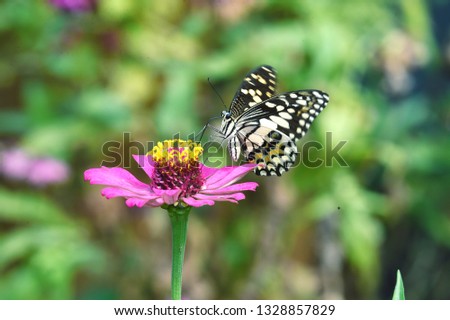 black and white butterflies fly and perch on pink flowers sucking from honey
