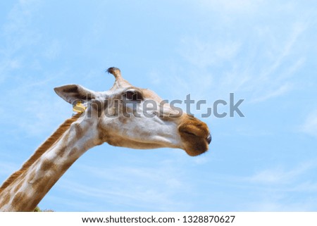 Giraffe with blue sky background